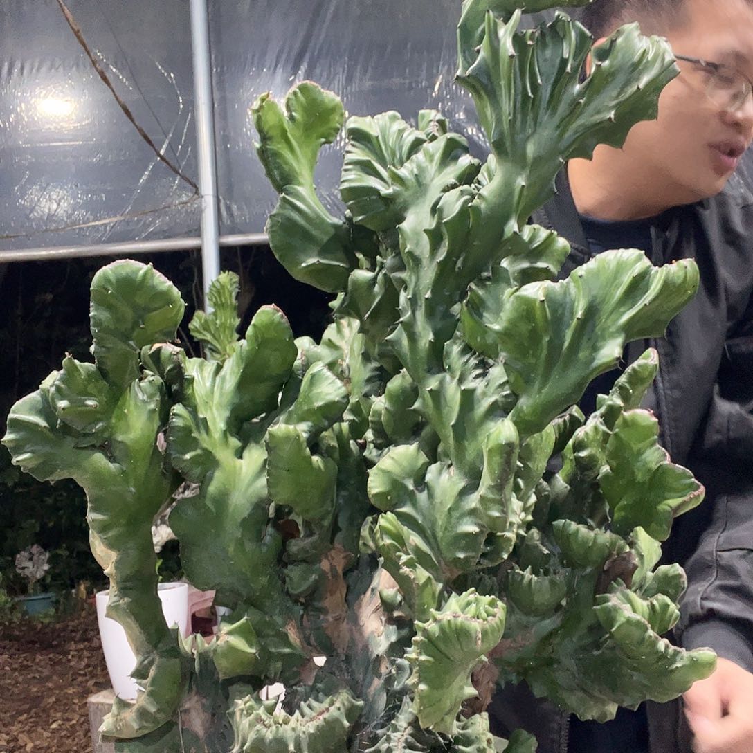 有***鸣大戟科植物玉麒麟