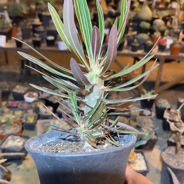 满38包邮2天凑单，脱土晾根发货多肉植物