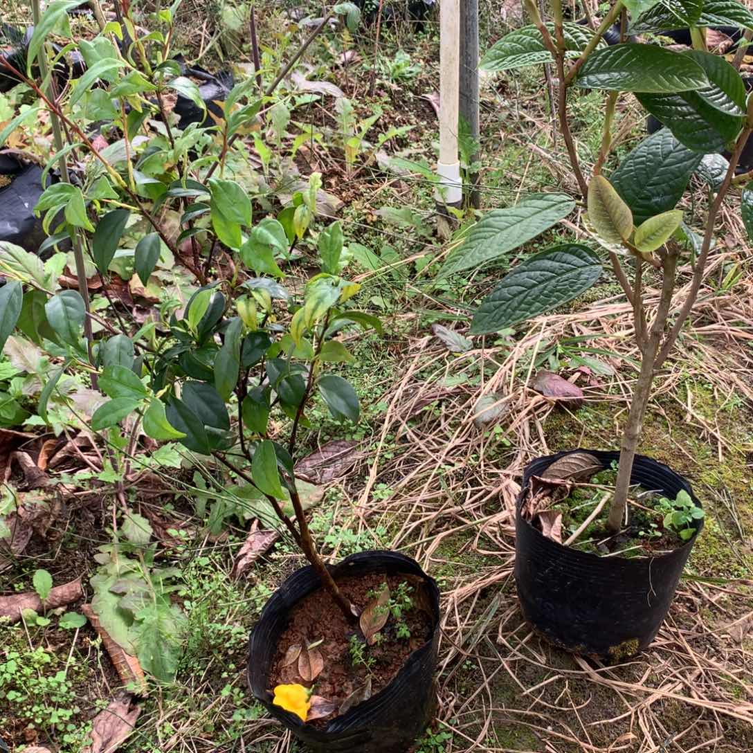 人***醒无花朵四季金花茶