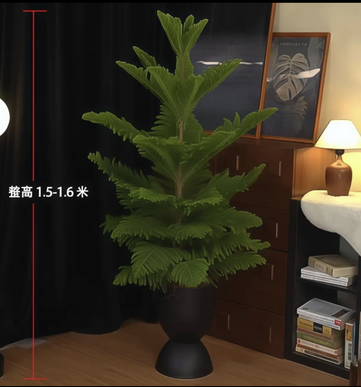 【送货上门】1.5-1.6米南洋杉圣诞树高端绿植南洋杉网红室内客厅