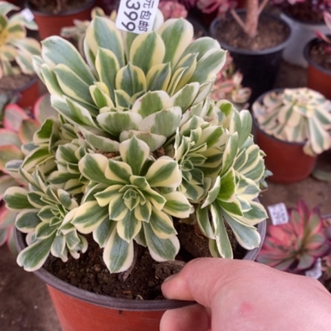 399迈巴赫满25包多肉