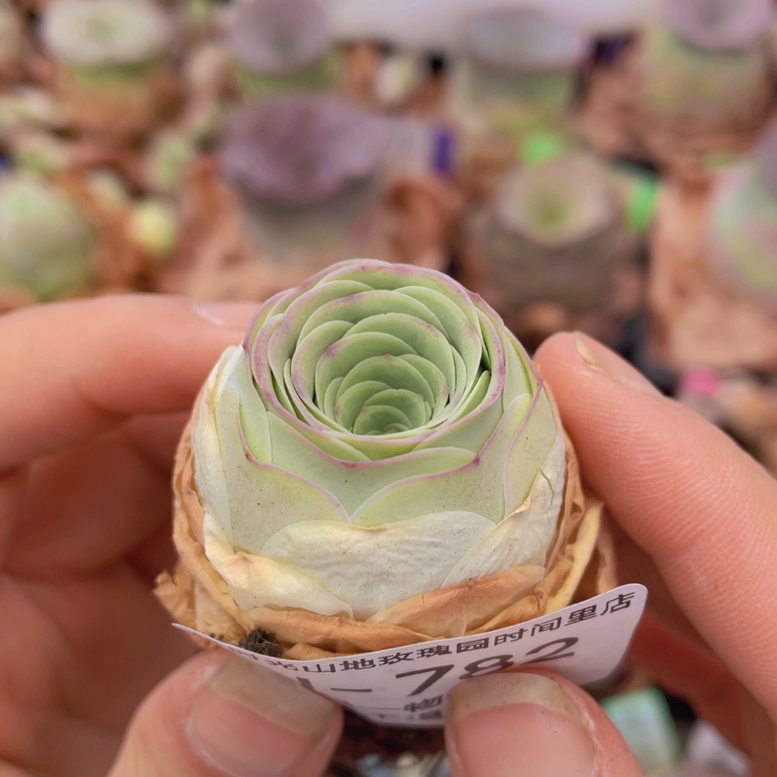 山地玫瑰紫樱J782