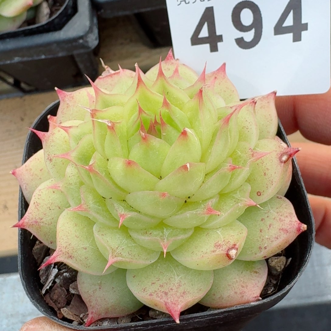 睫毛精         精品多肉