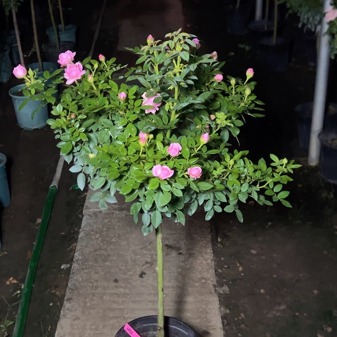 神***皮完全开放一物一拍