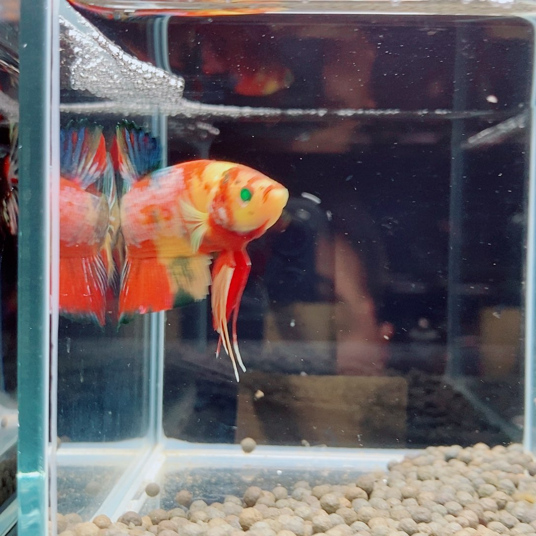 斗鱼黑99号a a a a a a