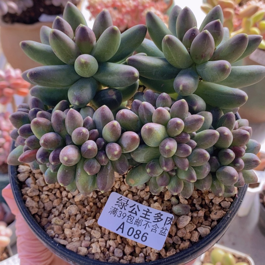 香蕉树缀13cm086多肉植物