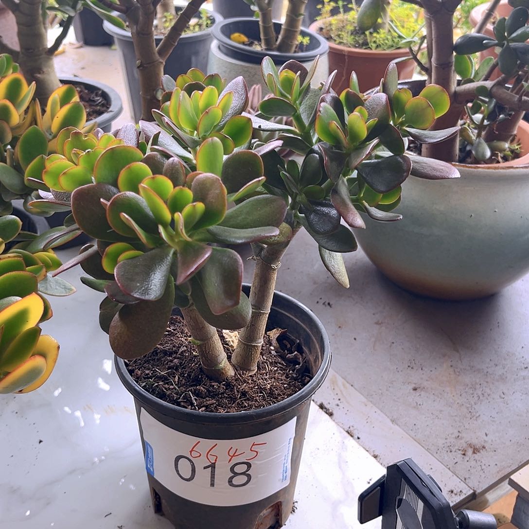 韩版紫叶老桩6645号