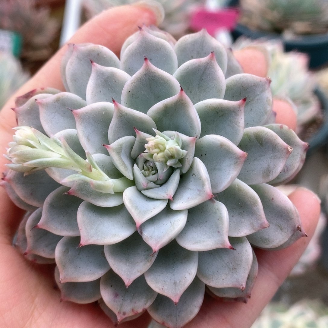 284不知名叠叶锦锦锦锦