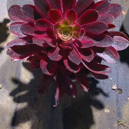 541美杜莎多肉两单包邮