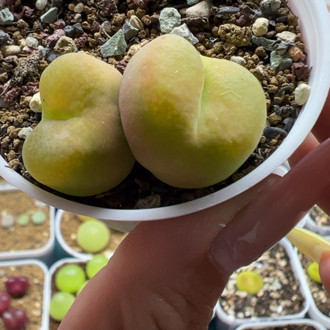 104双头毛汉尼带盆土发货