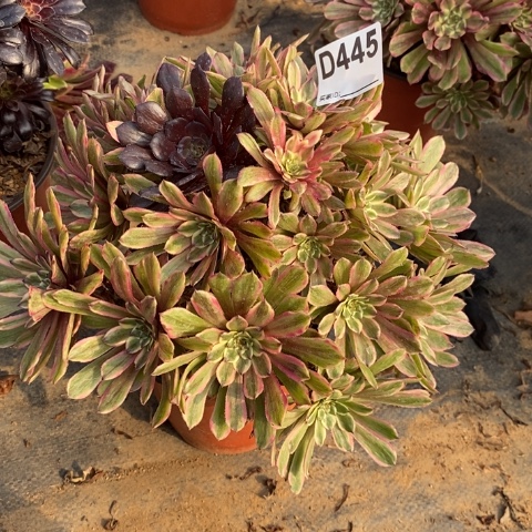 糖果粉黛多肉植物法师不包损