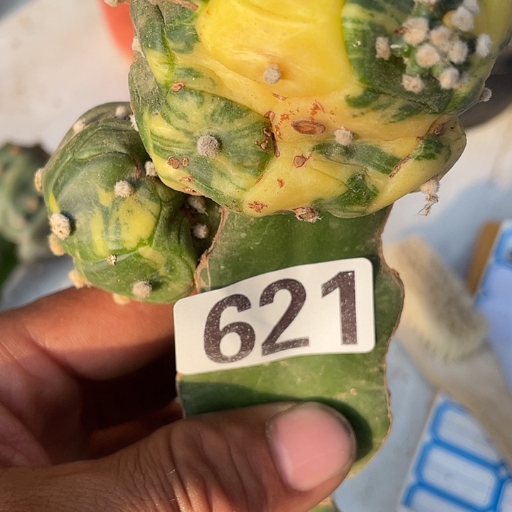 按脚嫁接盔甲都621号