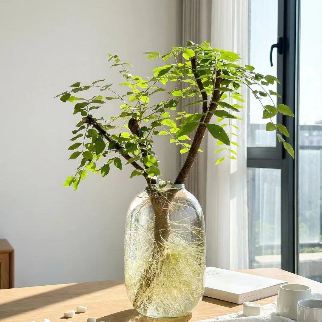 小叶女贞水培发根植物室内好养绿植茶室装饰