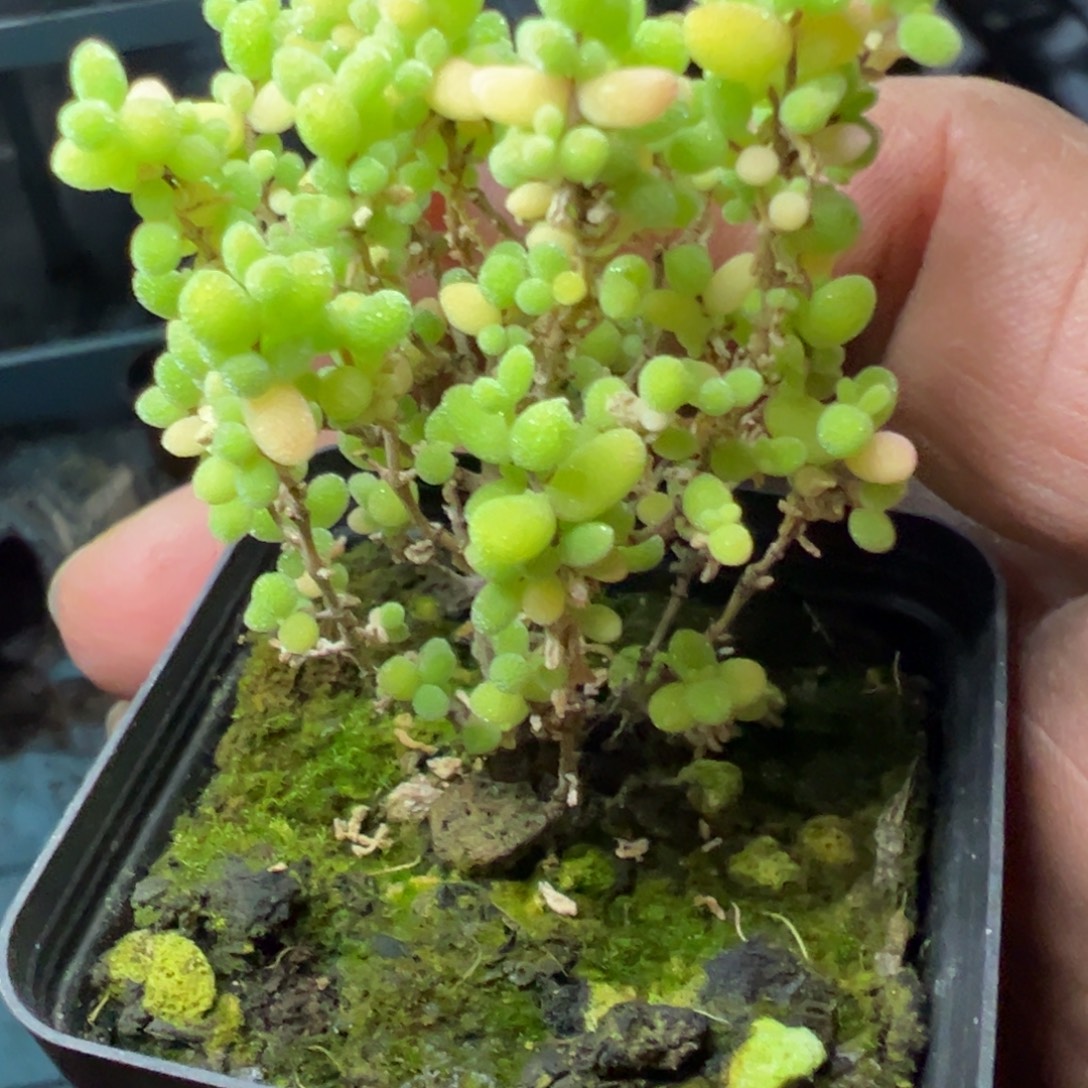 米粒55杯拉丝锦枝干