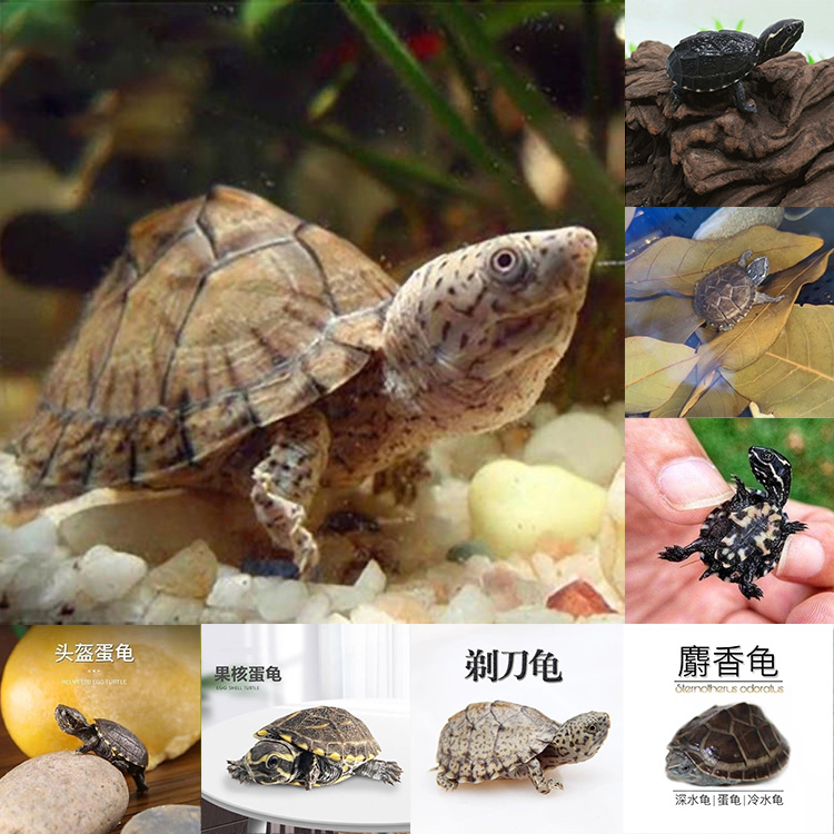 小花龟宠【专拍链接】麝香剃刀头盔果核红面白唇虎泥墨西哥巨头蛋龟