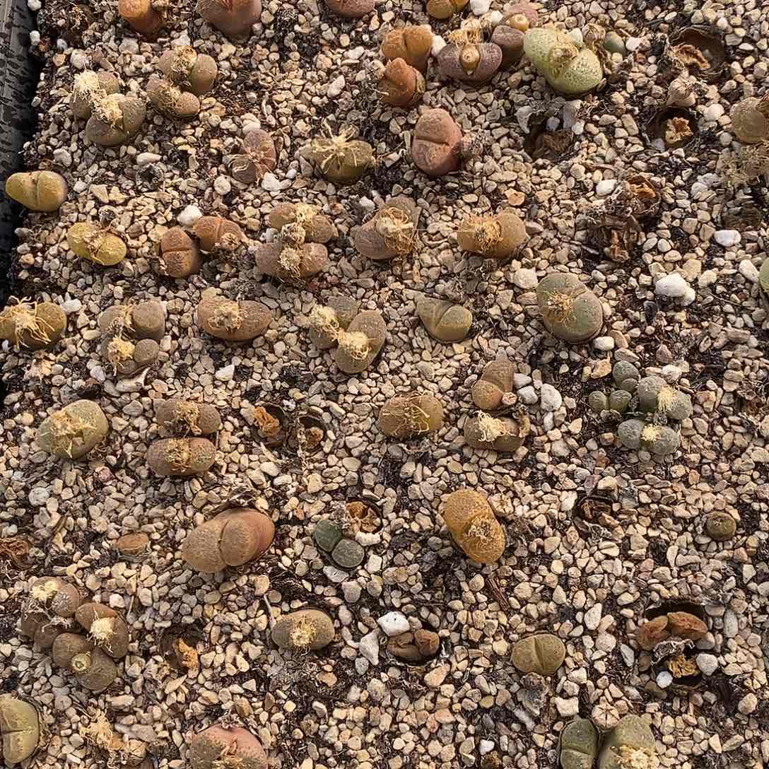 1022清框母本风铃一筐。  