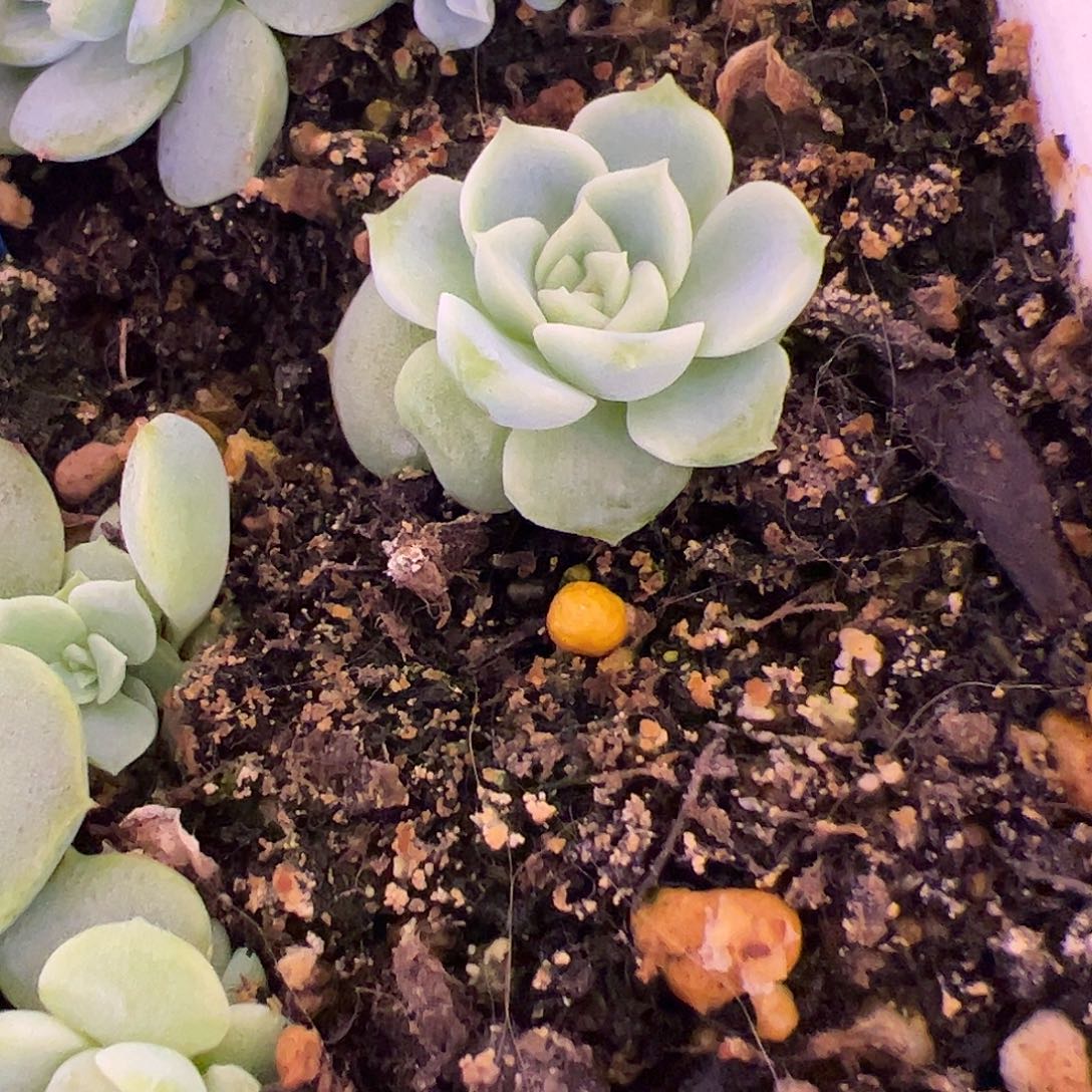 白昼福利出一个福利