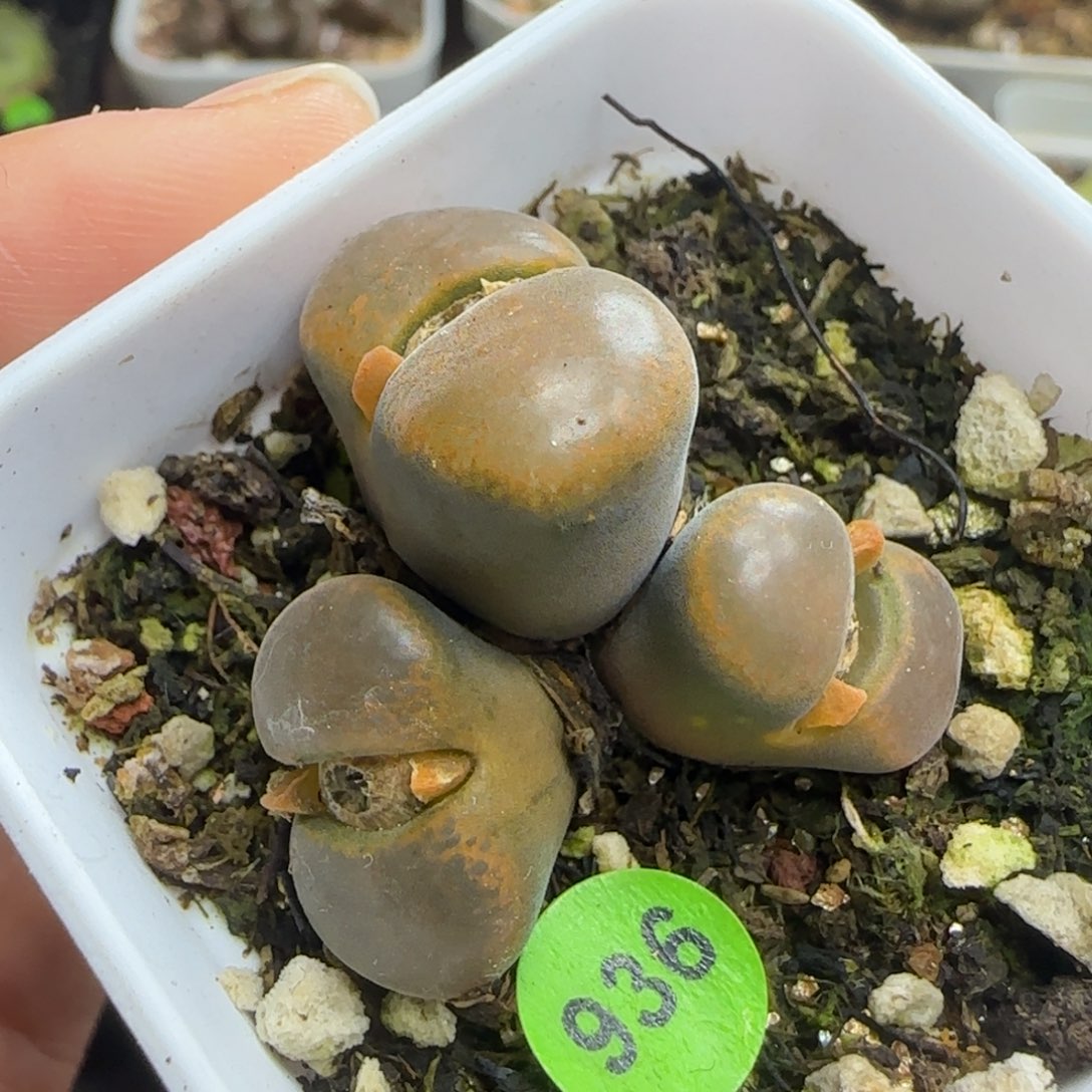 漂漂亮亮3头多肉带盆936