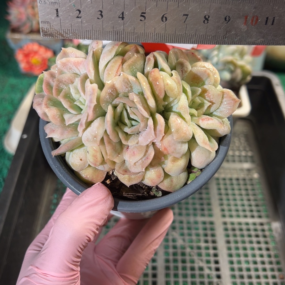 表妹精品多肉植物094.