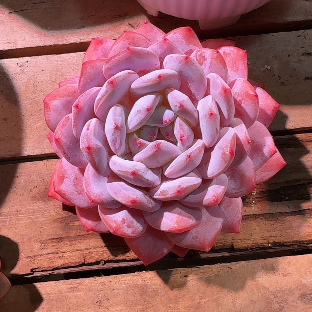 橙梦露多肉多肉多肉