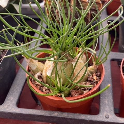 香水兰块根8仙人球