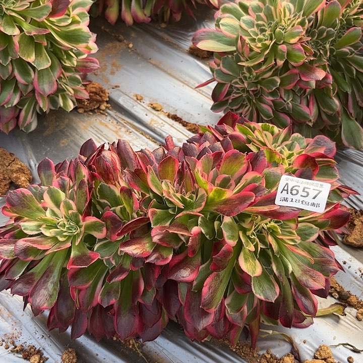 657粉女郎缀多肉植物