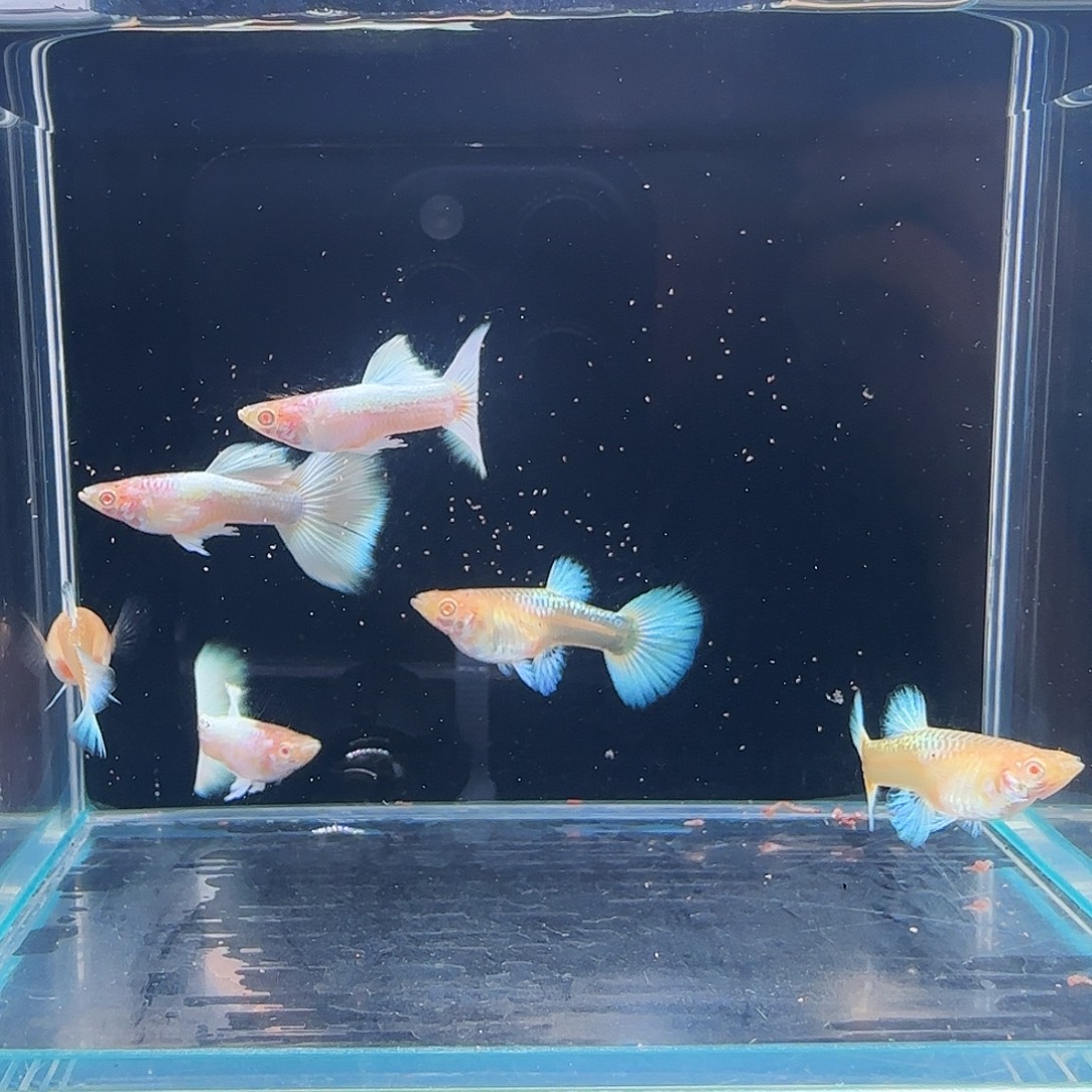 孔雀鱼白雪公主3对