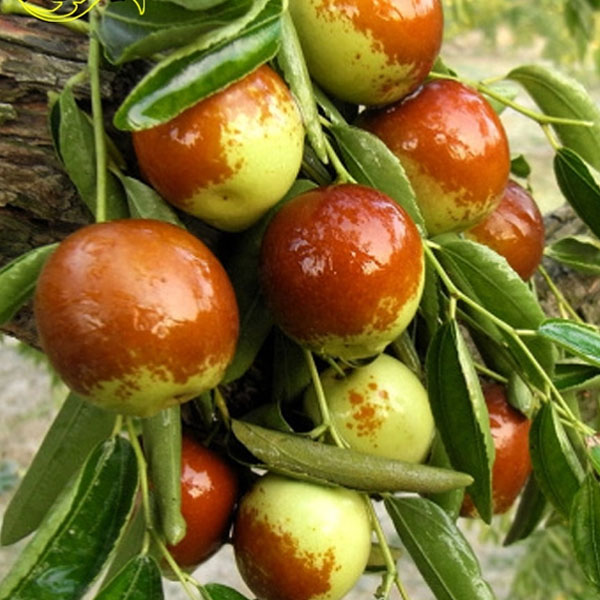 【正宗沾化冬枣苗】 脆甜无渣冰糖冬枣南方北方种植庭院 枣树果树苗