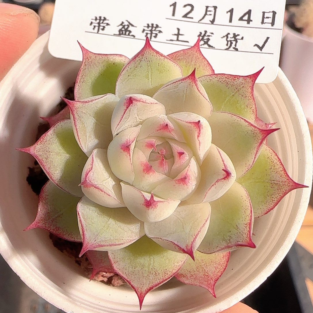 多肉1214-69女王玫瑰