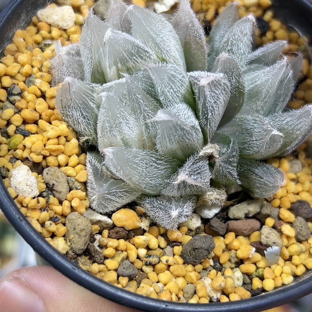 292毛玉露锦十二卷多肉