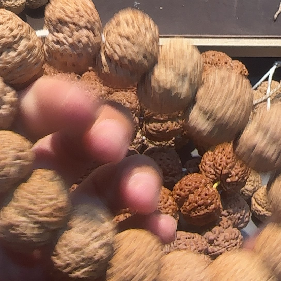 不***噜吊坠金刚菩提金刚