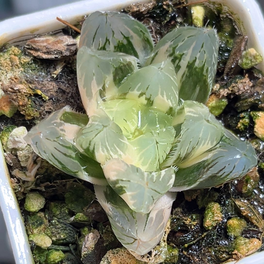 恭喜发财大吉大利581