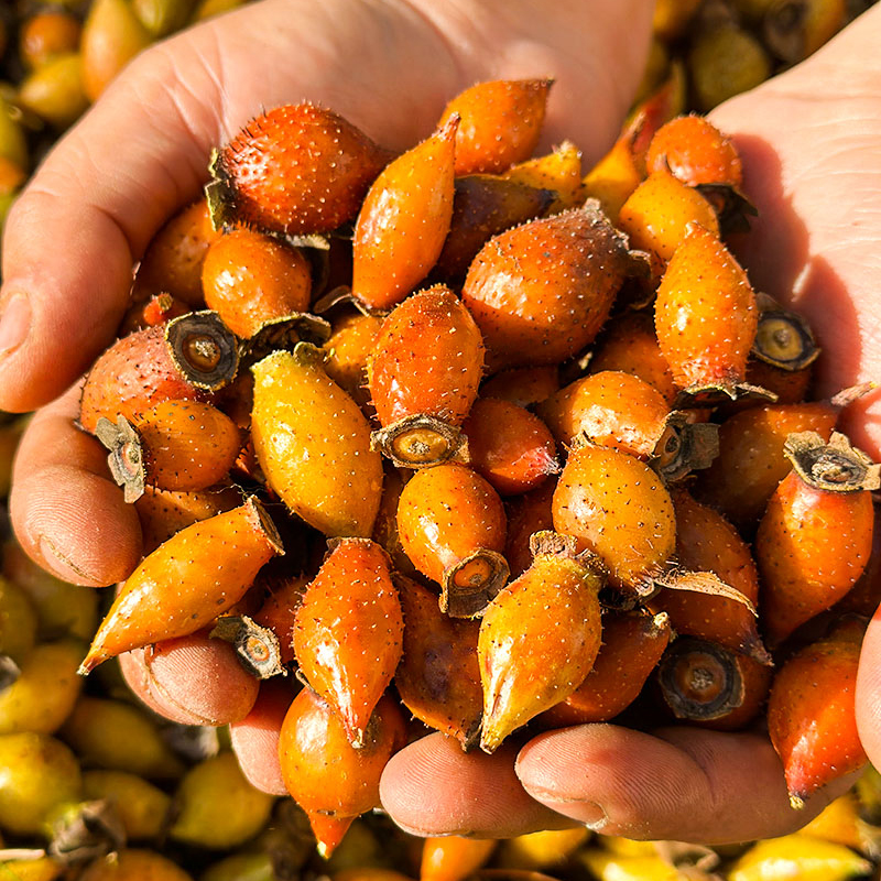 【鲜红果】现摘金樱子鲜红果刺梨子干红果糖罐子散装非去籽