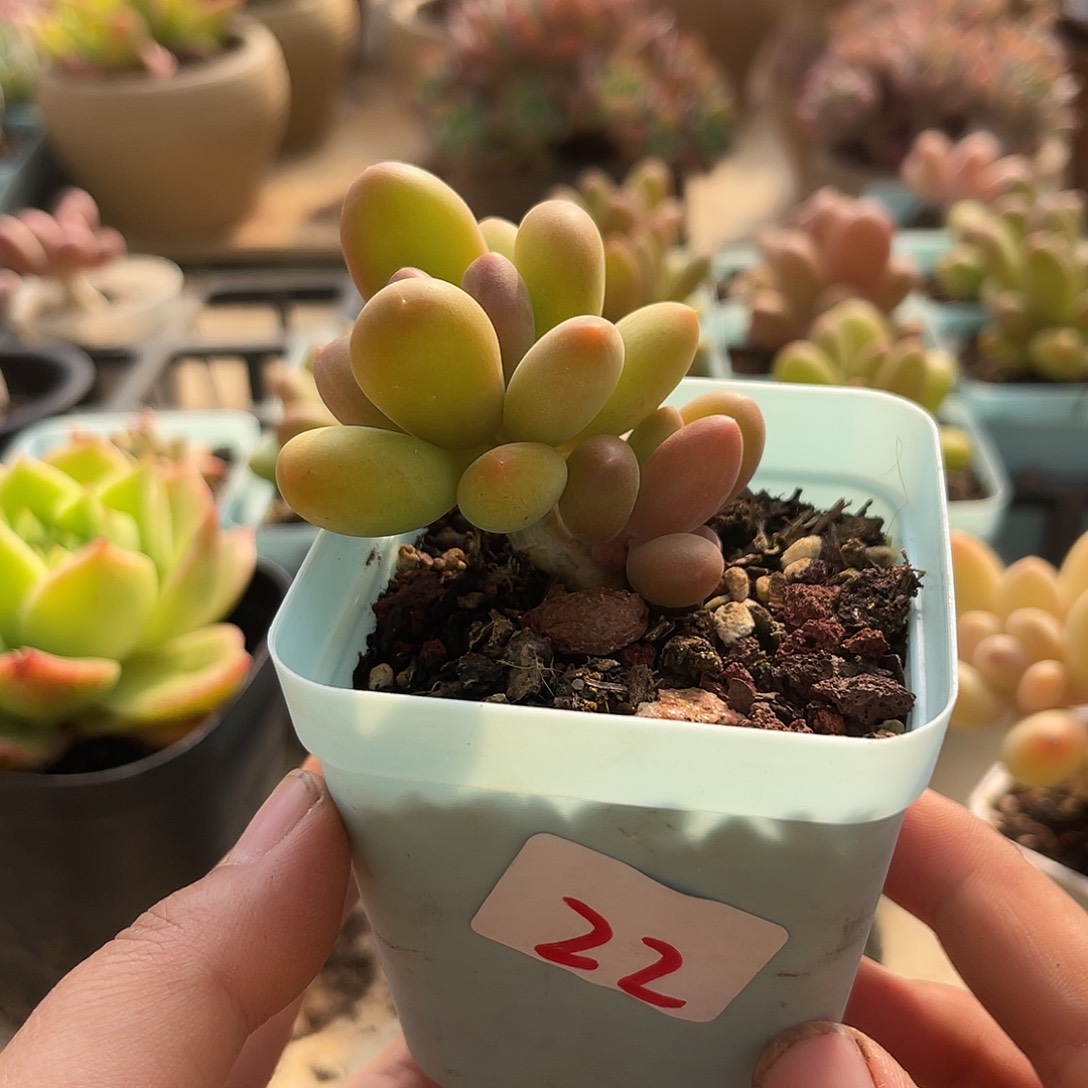 圆叶芒果。  22。  11111111