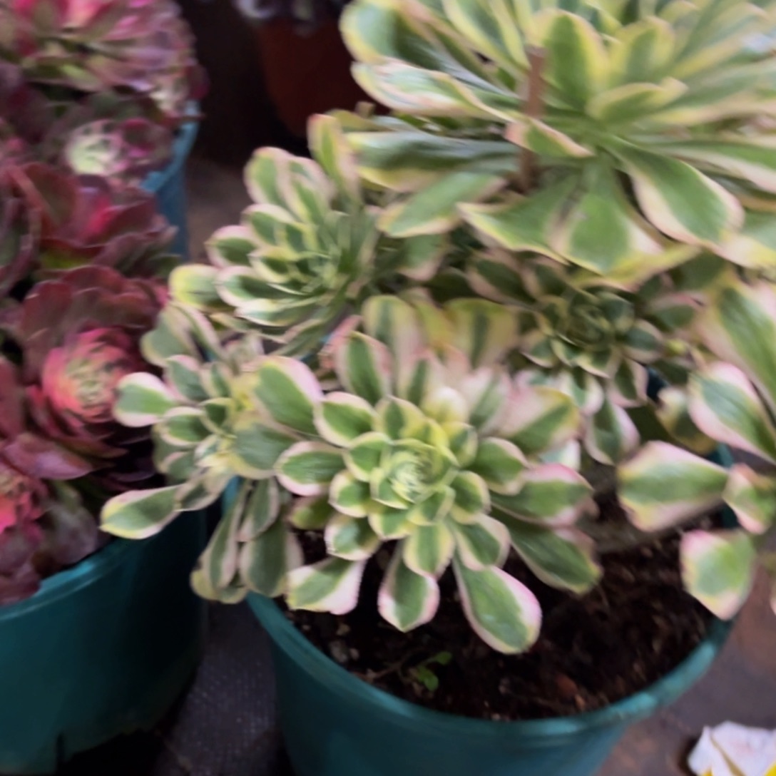 哈哈多肉葡萄福利多多 085