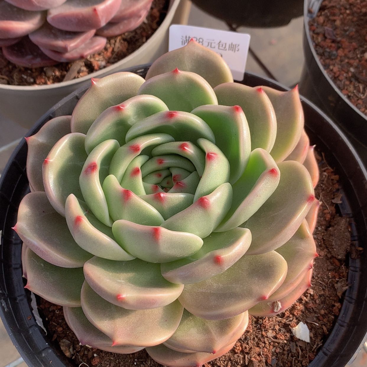 【闪购商品】云940号15厘米