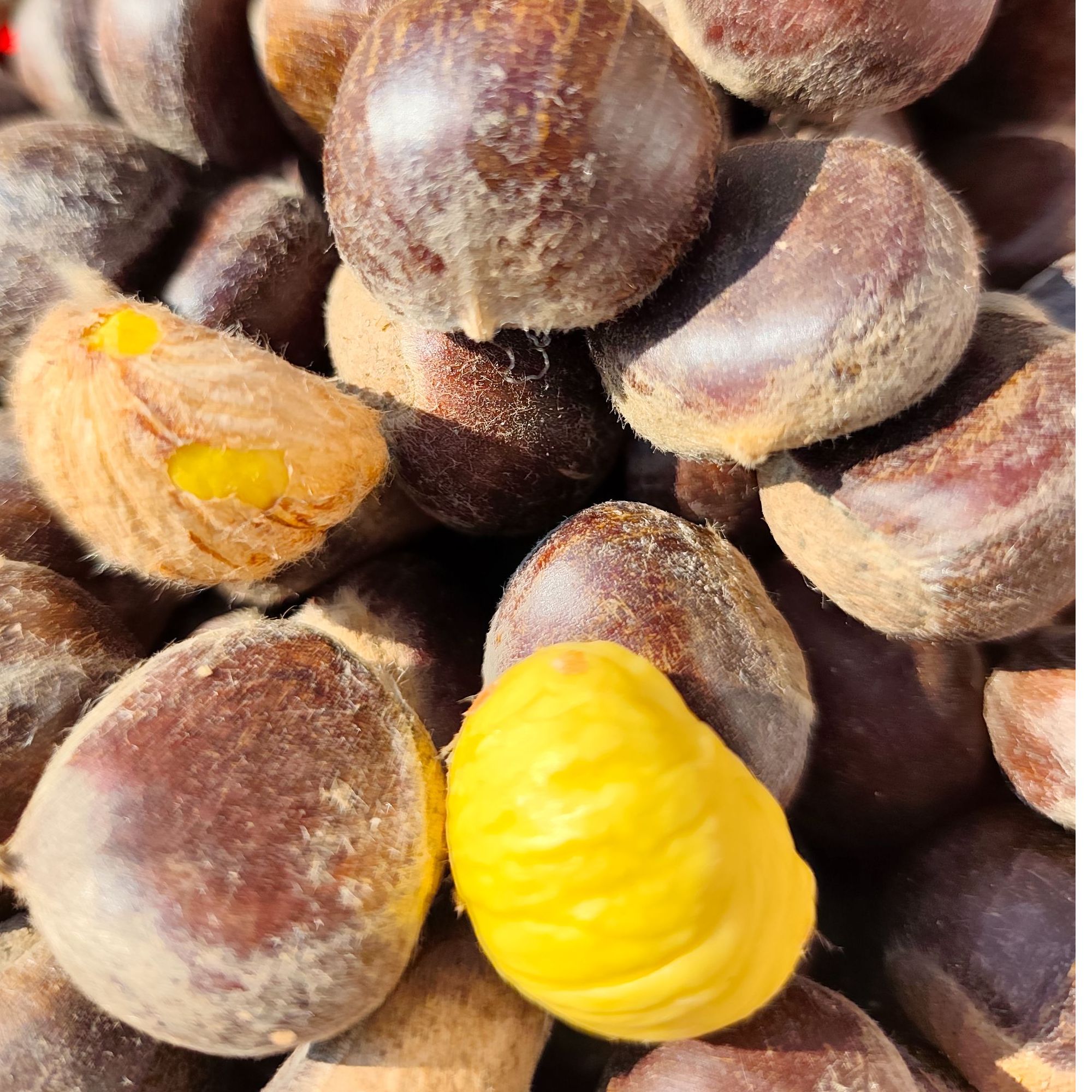 自然熟落油栗 甜糯栗子老乡家