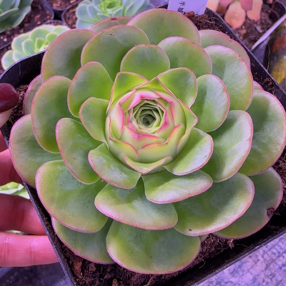 绒宵玫瑰十分杯877