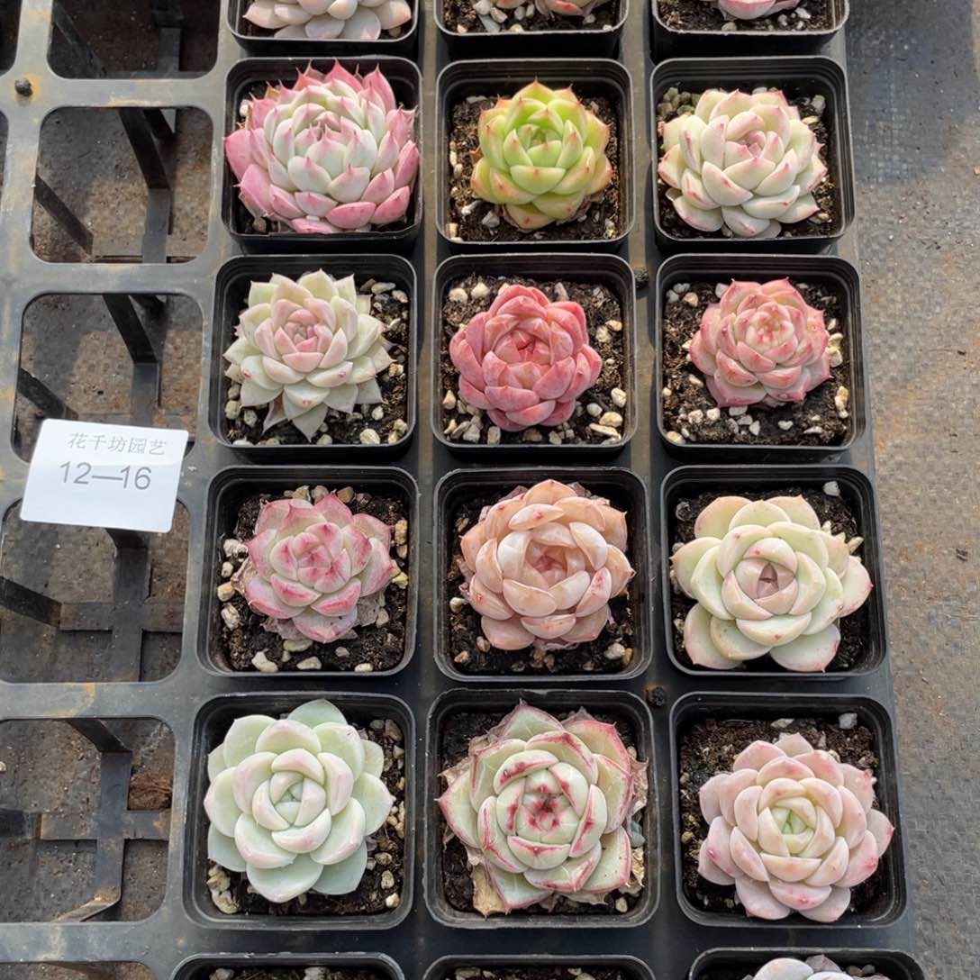 一物一拍18颗12-16