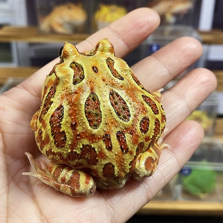 林***！角蛙570号原色角蛙