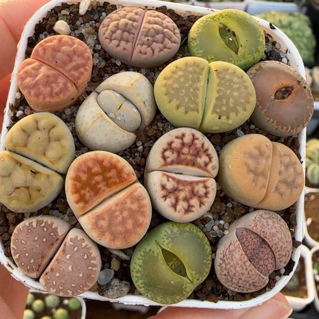 组合多肉植物百科