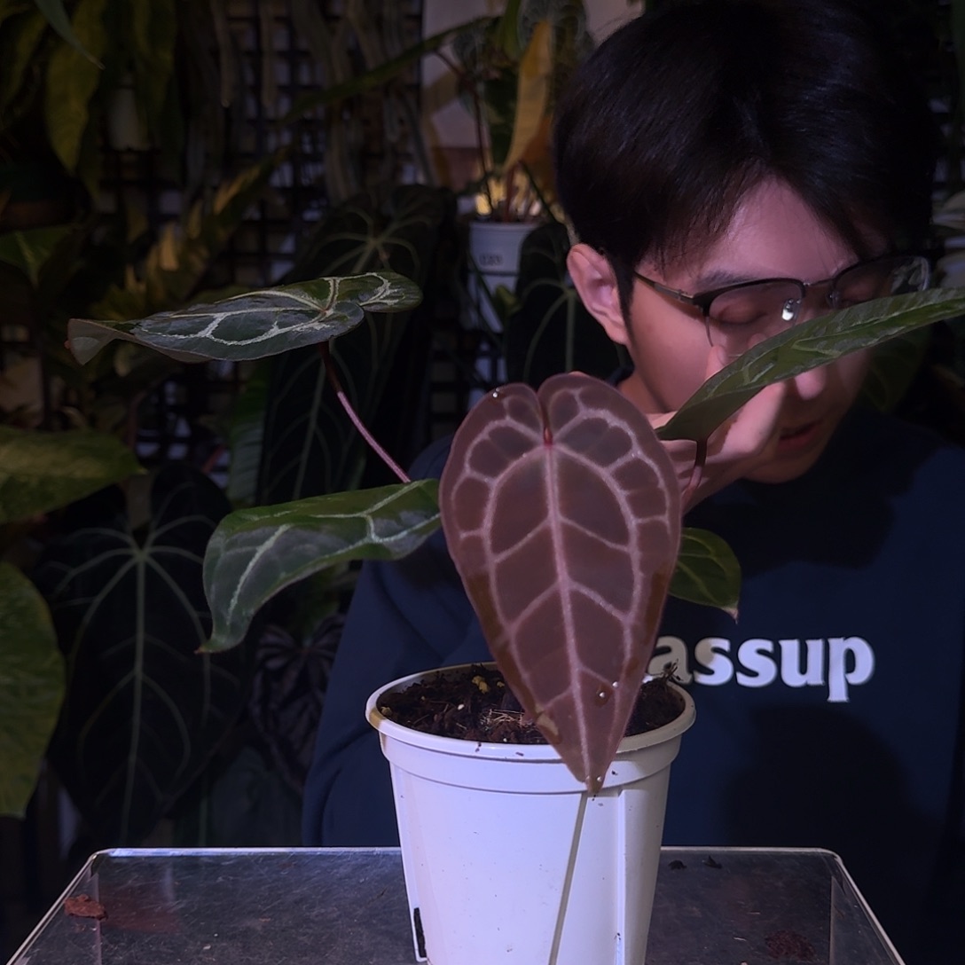 完全开放F164米歇尔杂南美水晶