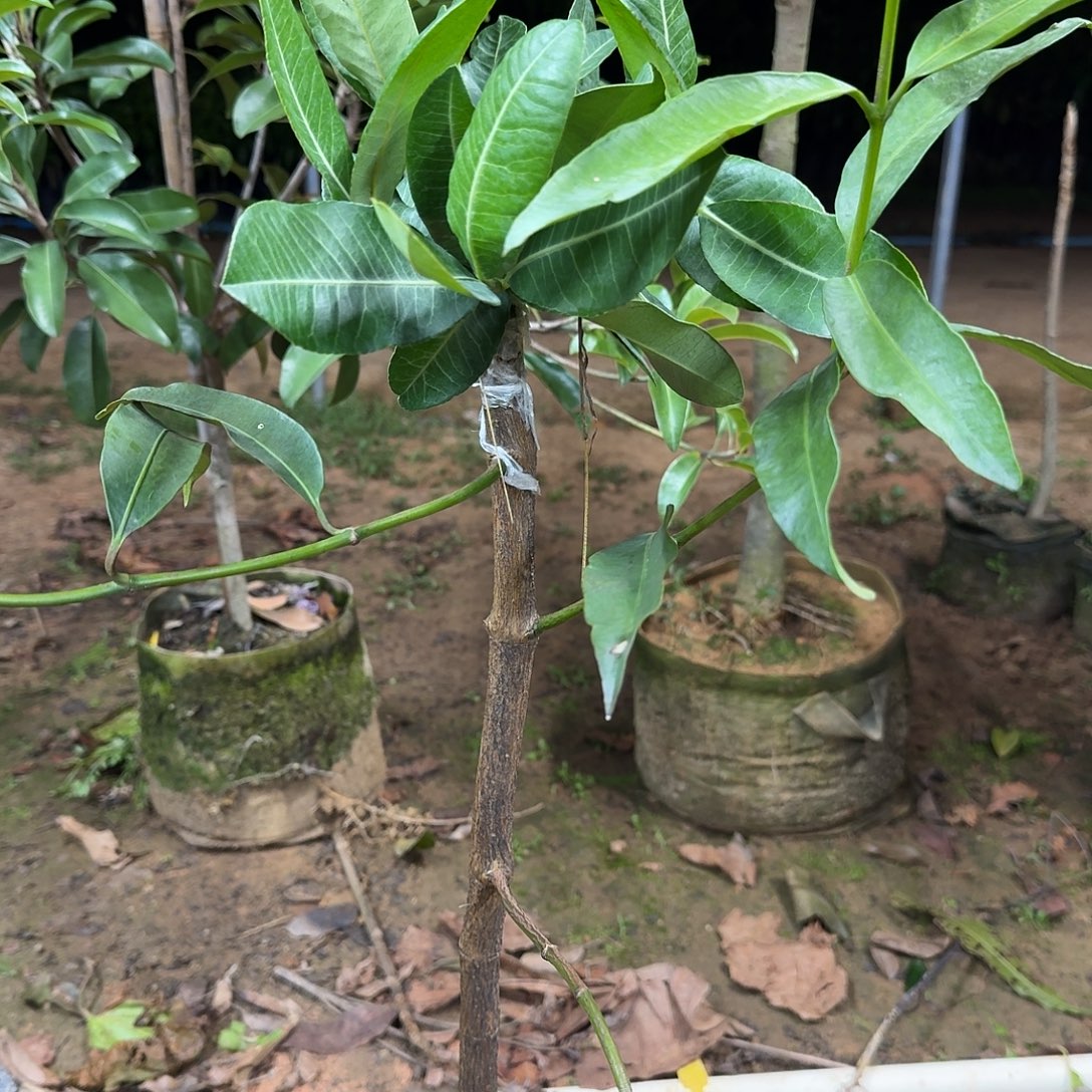 标***哥当前无花栽培后可以开花非洲