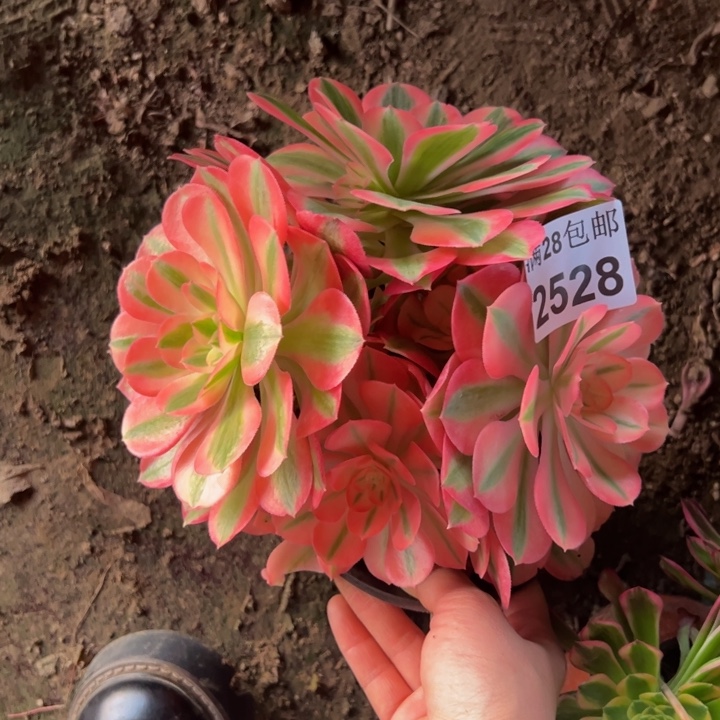 2528女巫多肉植物