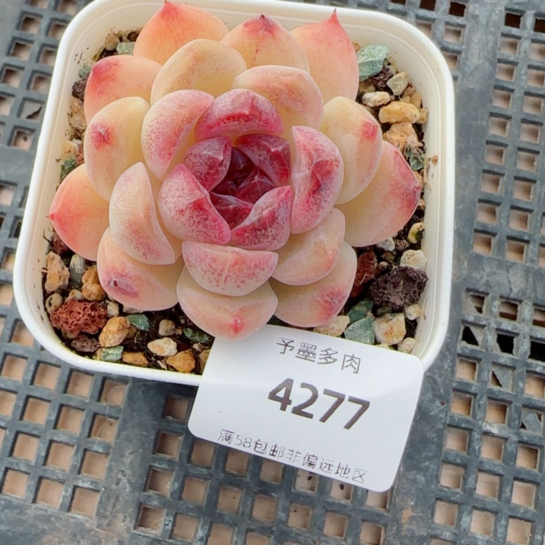 蔓越莓，4277多肉