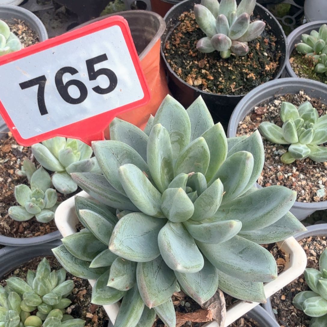 红蛋多肉植物765.