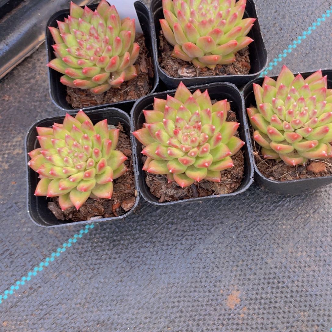 16号 甲骨文陨石单头一个