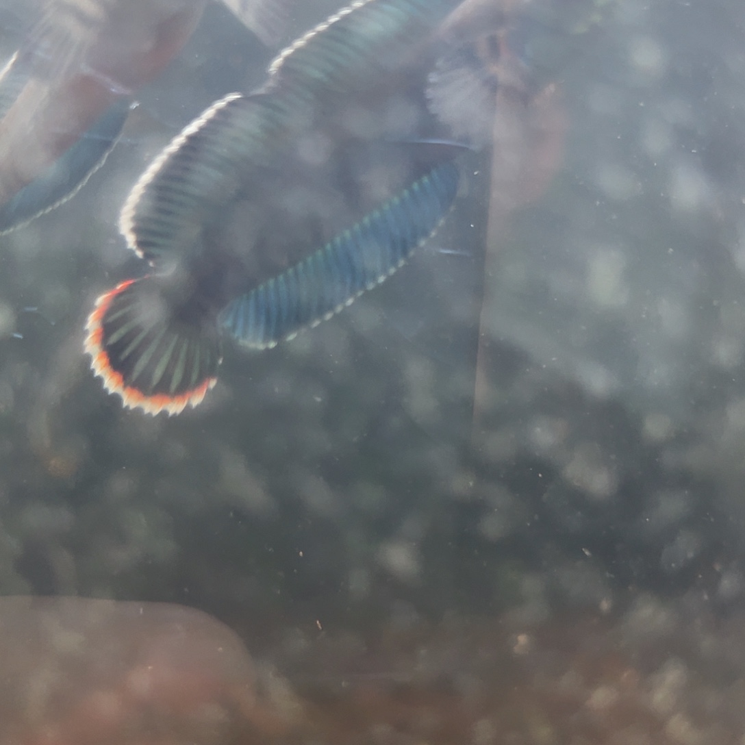 雷龙鱼奶茶印尼的