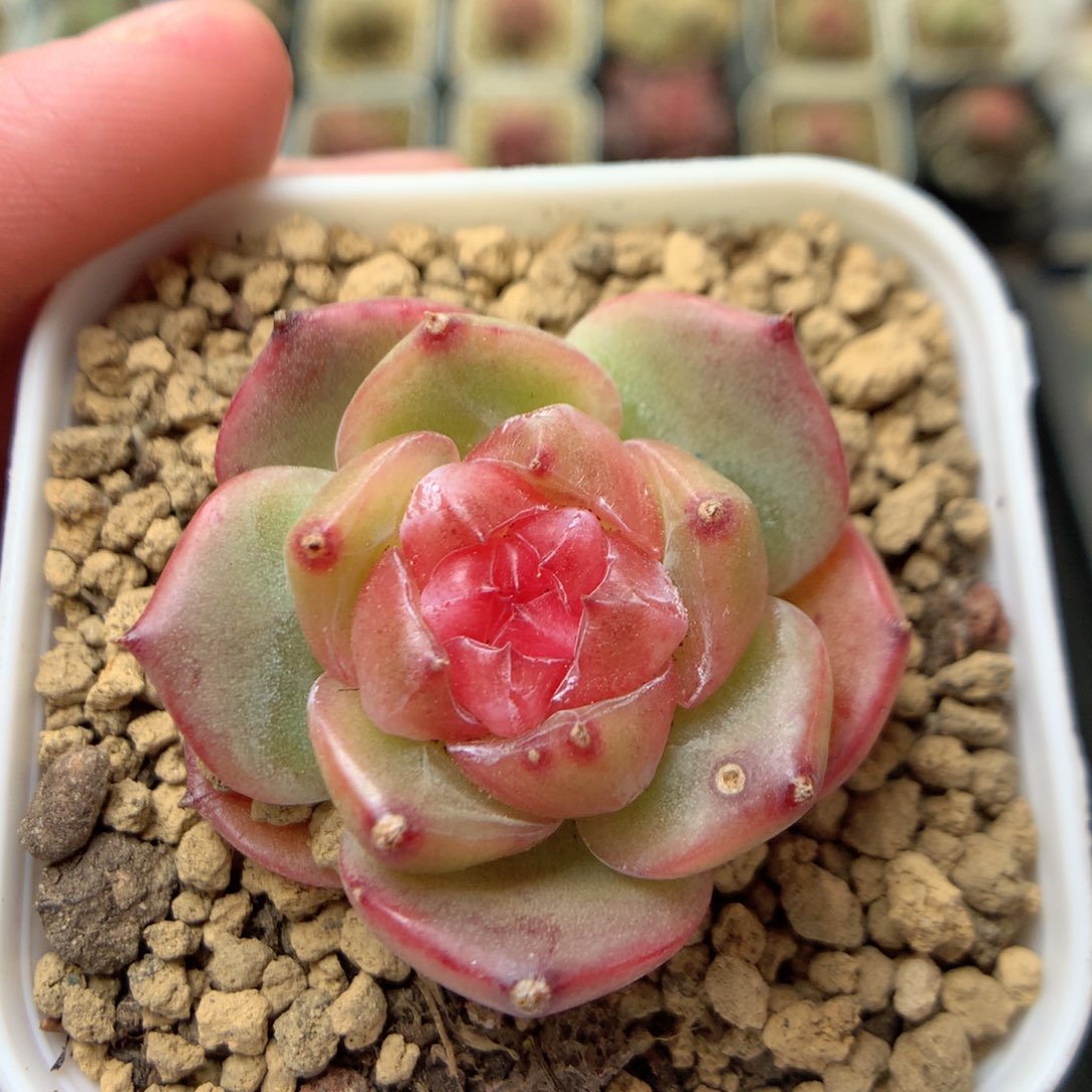 W111 ，柿子多肉20包邮，偏远地区不发货