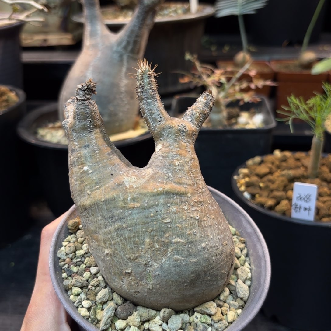 木  象牙宫熟桩带盆土